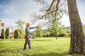 How Our Tree Care Process Works  in  Madrid, IA