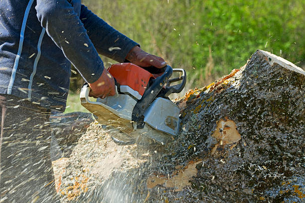 Best Tree Maintenance Programs  in Madrid, IA